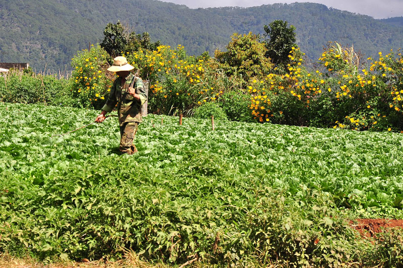 Hoa dua can ru, Hoa Tet, Hạt giống hoa, hoa treo, dạ yến thảo, hoa phong lữ thảo, hoa phong lu thao, hoa treo ban công, hạt giống hoa oải hương, bán hạt giống hoa oải hương, hat giong hoa oai huong, hạt giống  chất lượng cao, hat giong hoa , hat giong hoa chat luong cao, hoa trong tham, hoa trong chau, hoa lan, hoa phong lan